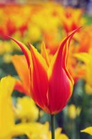 Tulip Lily Flowered Fly Away